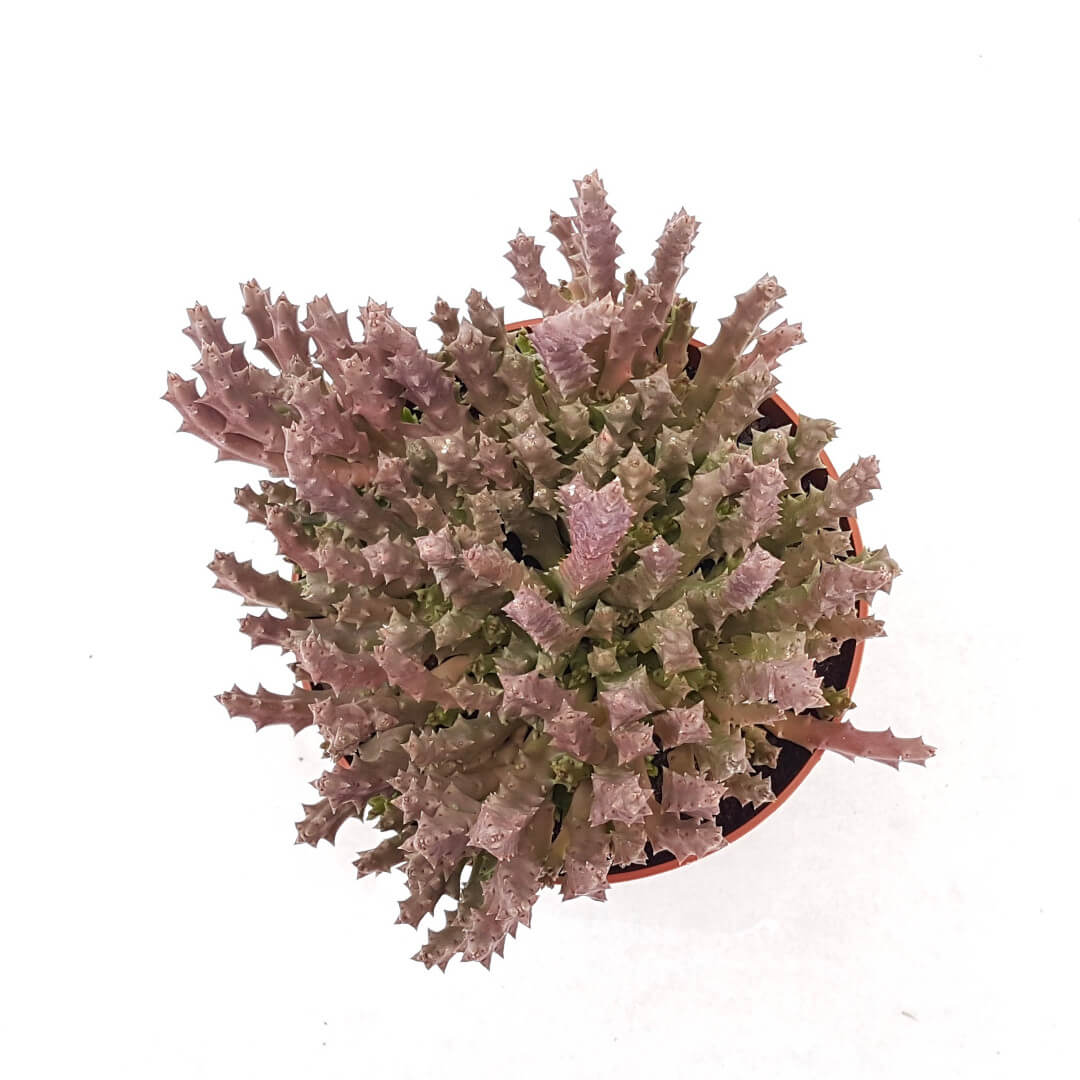 Stapelia variegata vaso Ø 13