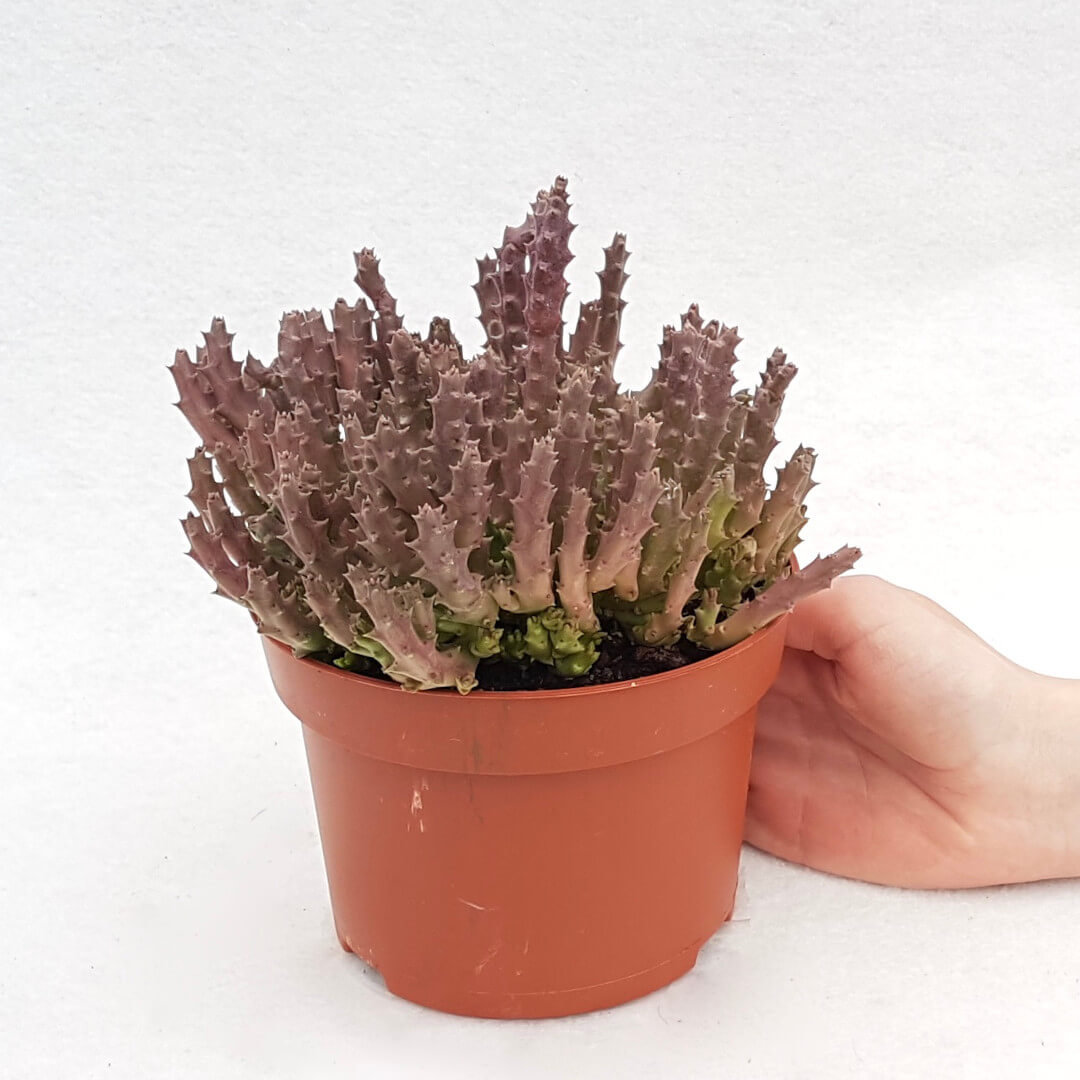Stapelia variegata vaso Ø 13