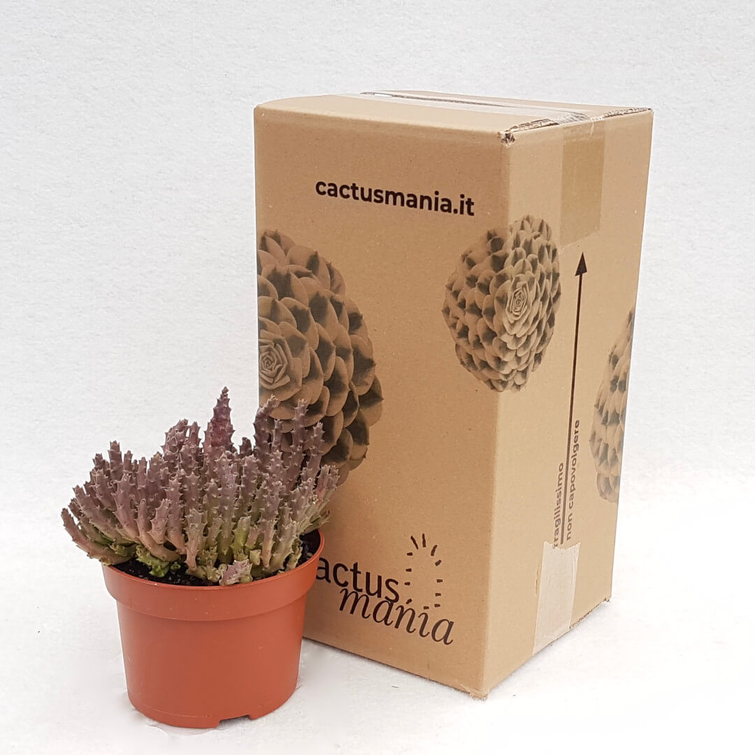 Stapelia variegata vaso Ø 13