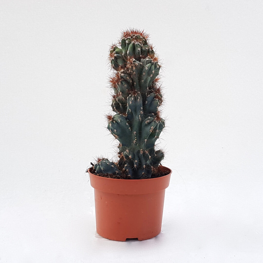 Cereus peruvianus coral crestato vaso Ø 13