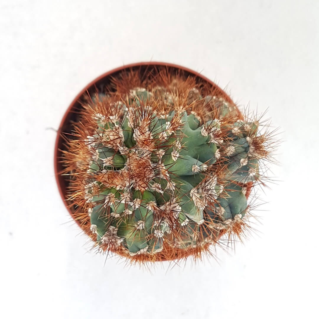 Cereus peruvianus coral crestato vaso Ø 13