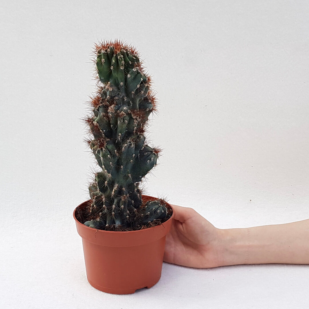 Cereus peruvianus coral crestato vaso Ø 13