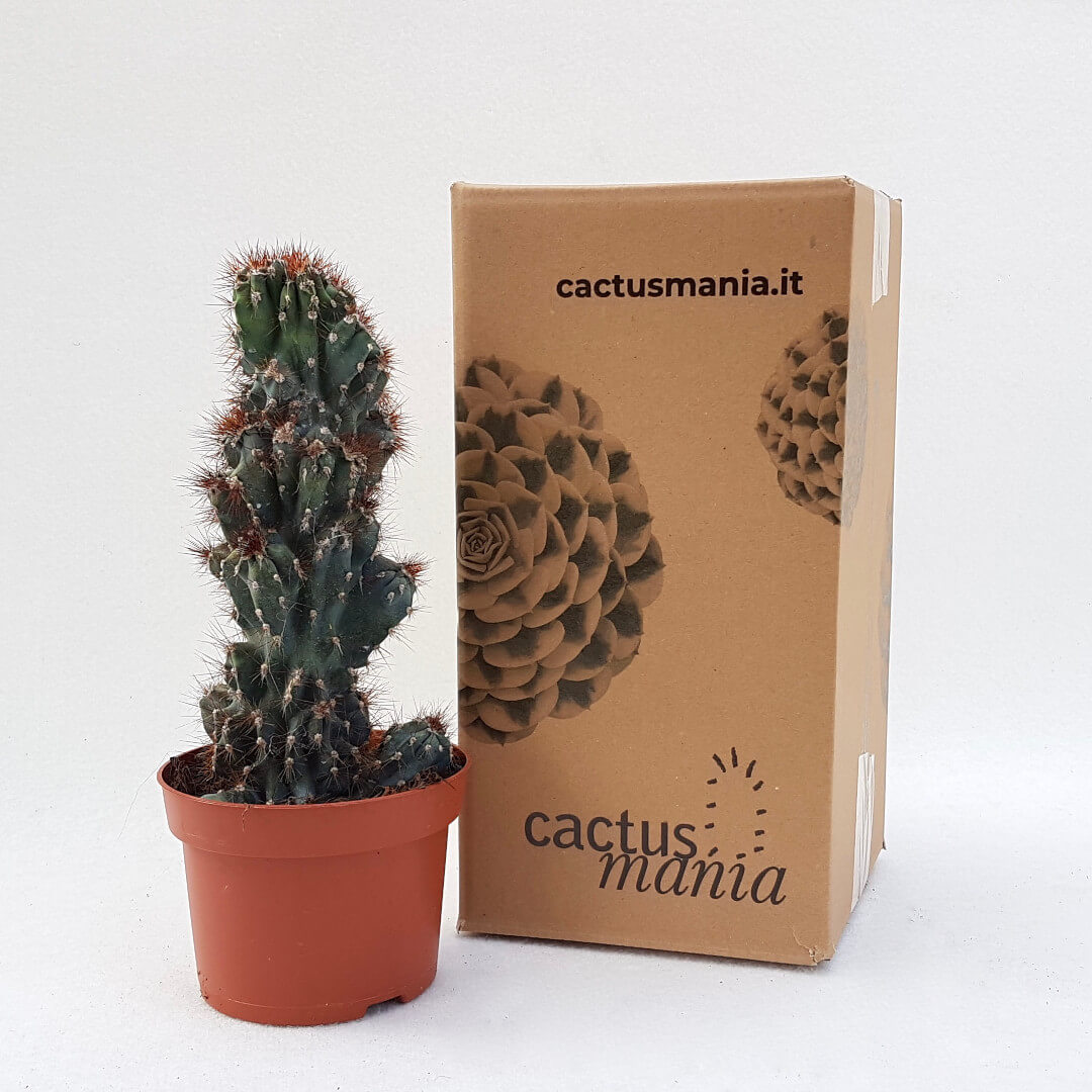 Cereus peruvianus coral crestato vaso Ø 13
