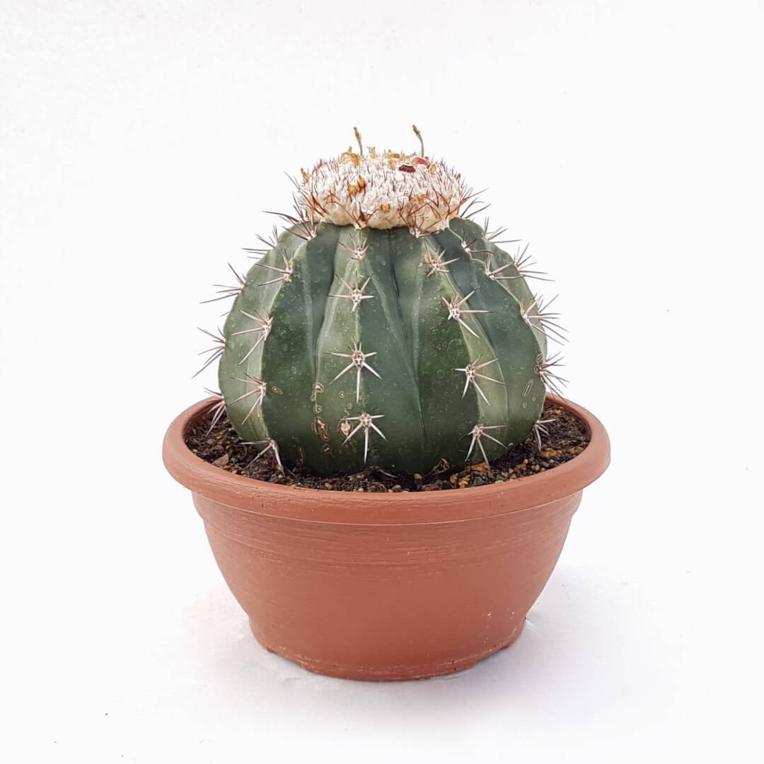 Melocactus maxonii vaso Ø 20