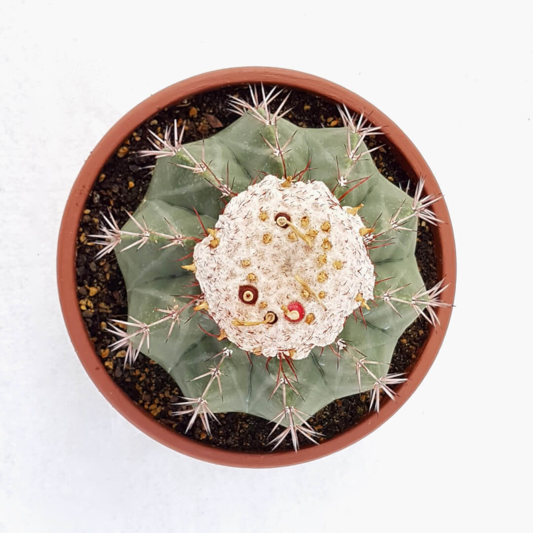 Melocactus maxonii vaso Ø 20