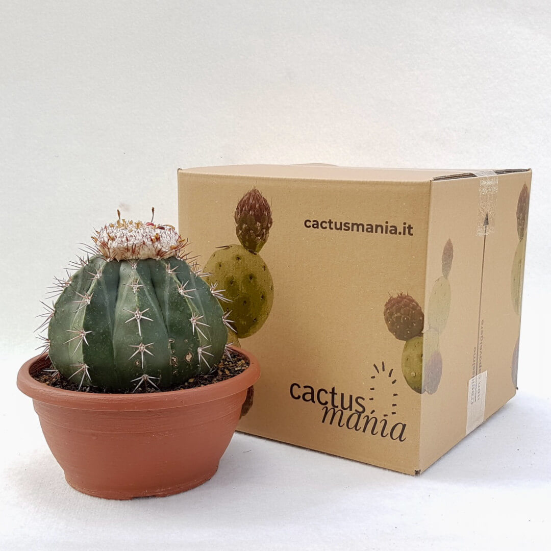 Melocactus maxonii vaso Ø 20