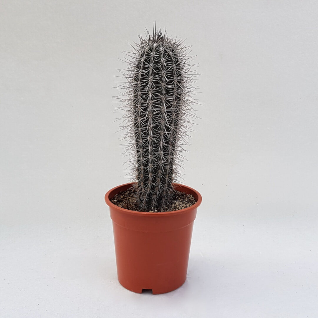 Pachycereus pringlei vaso Ø 17