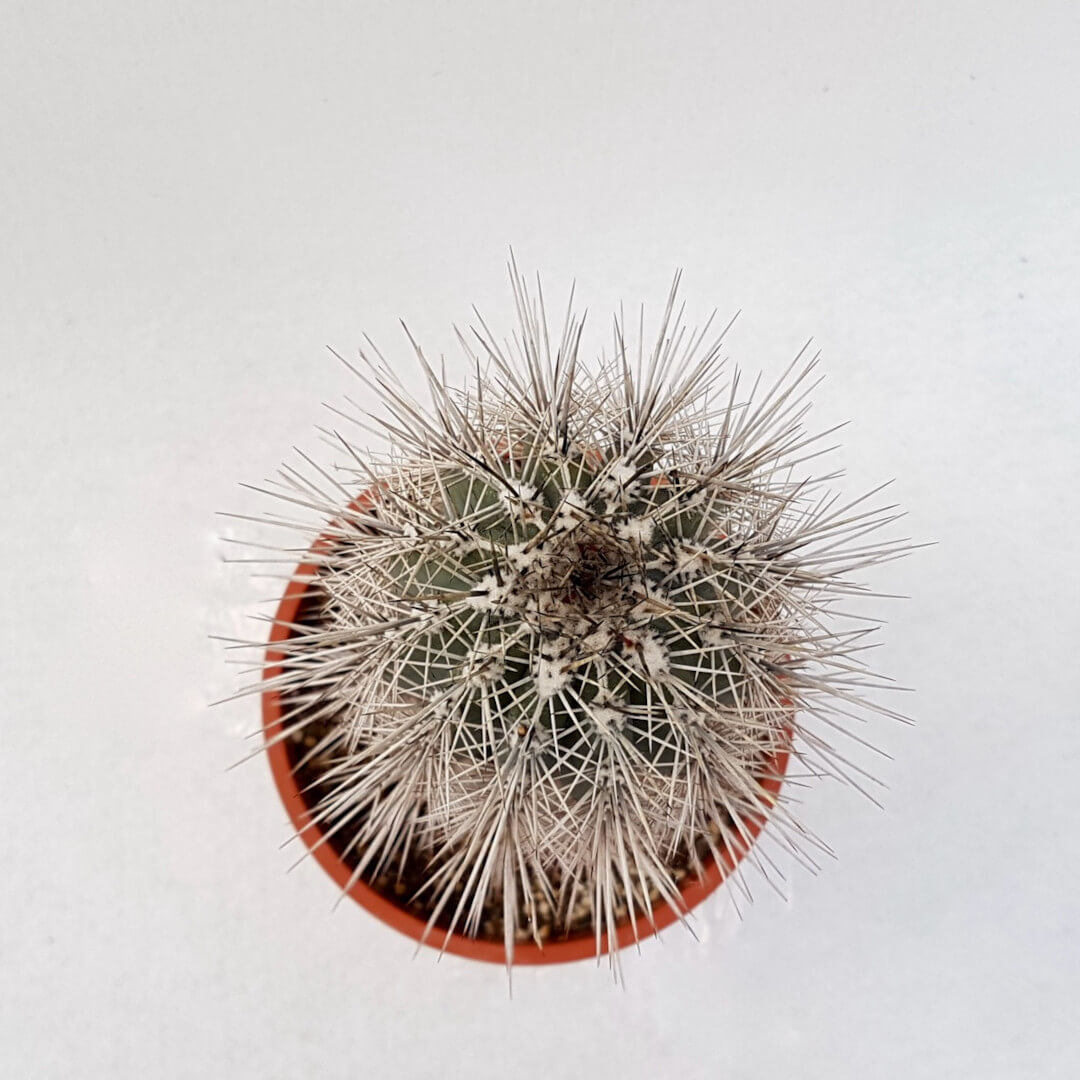 Pachycereus pringlei vaso Ø 17