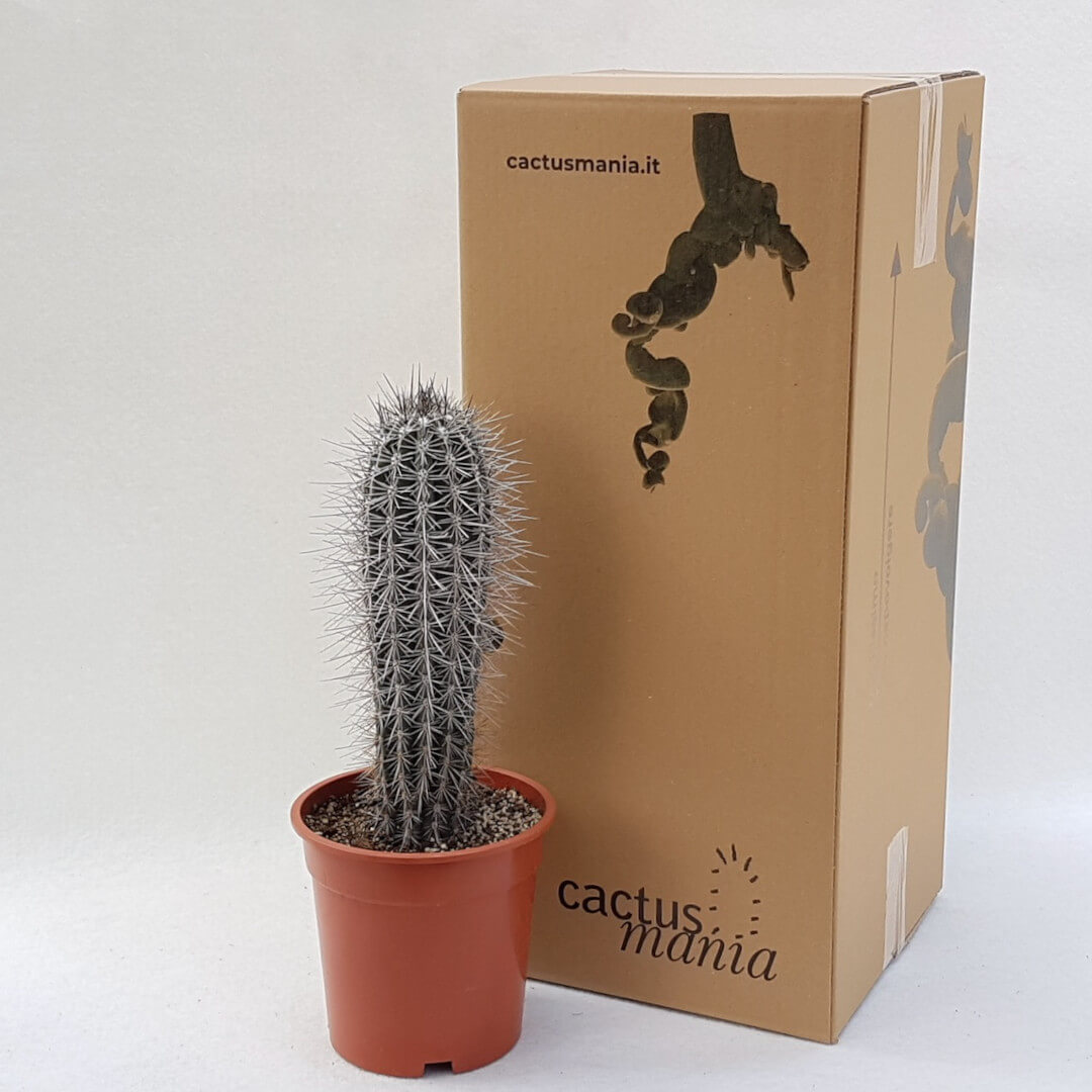 Pachycereus pringlei vaso Ø 17