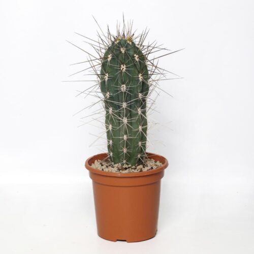 Stetsonia coryne vaso Ø 17