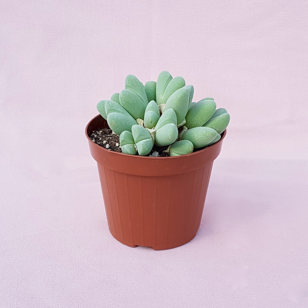 Cheiridopsis pillansii vaso Ø 12