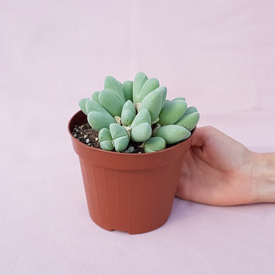 Cheiridopsis pillansii vaso Ø 12