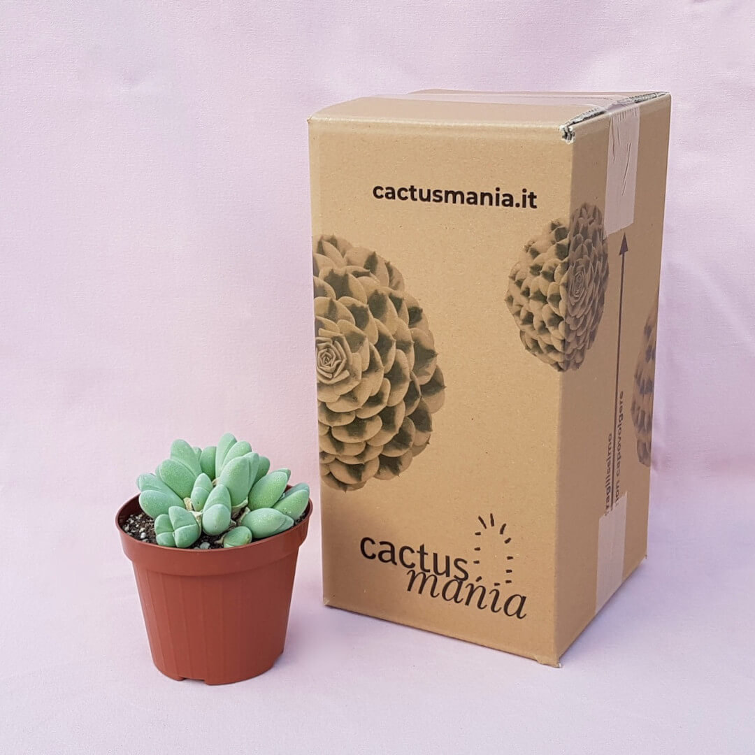 Cheiridopsis pillansii vaso Ø 12