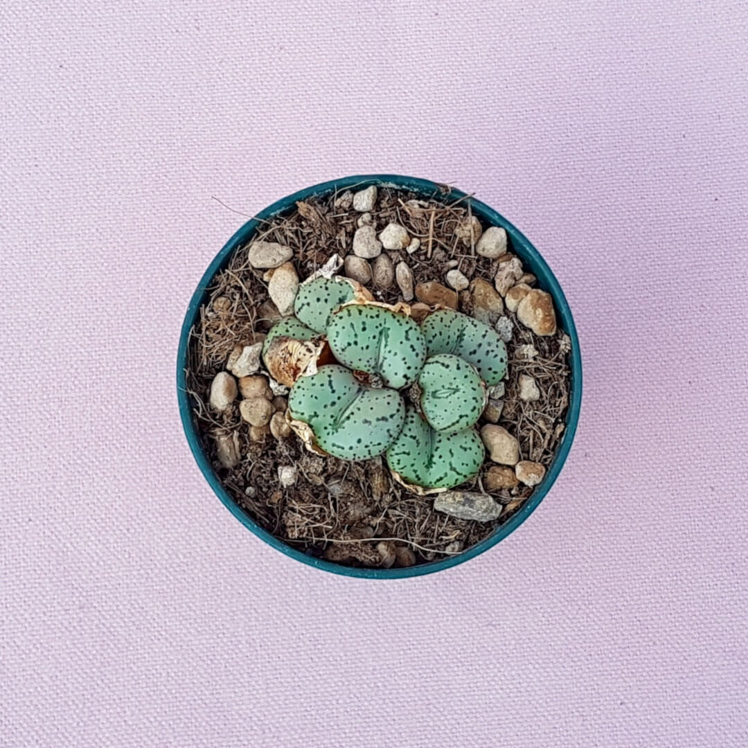 Conophytum obcordellum vaso Ø 6,5