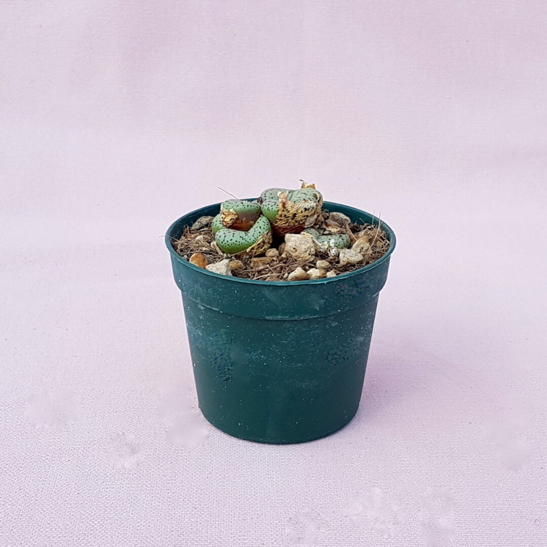 Conophytum obcordellum vaso Ø 6,5