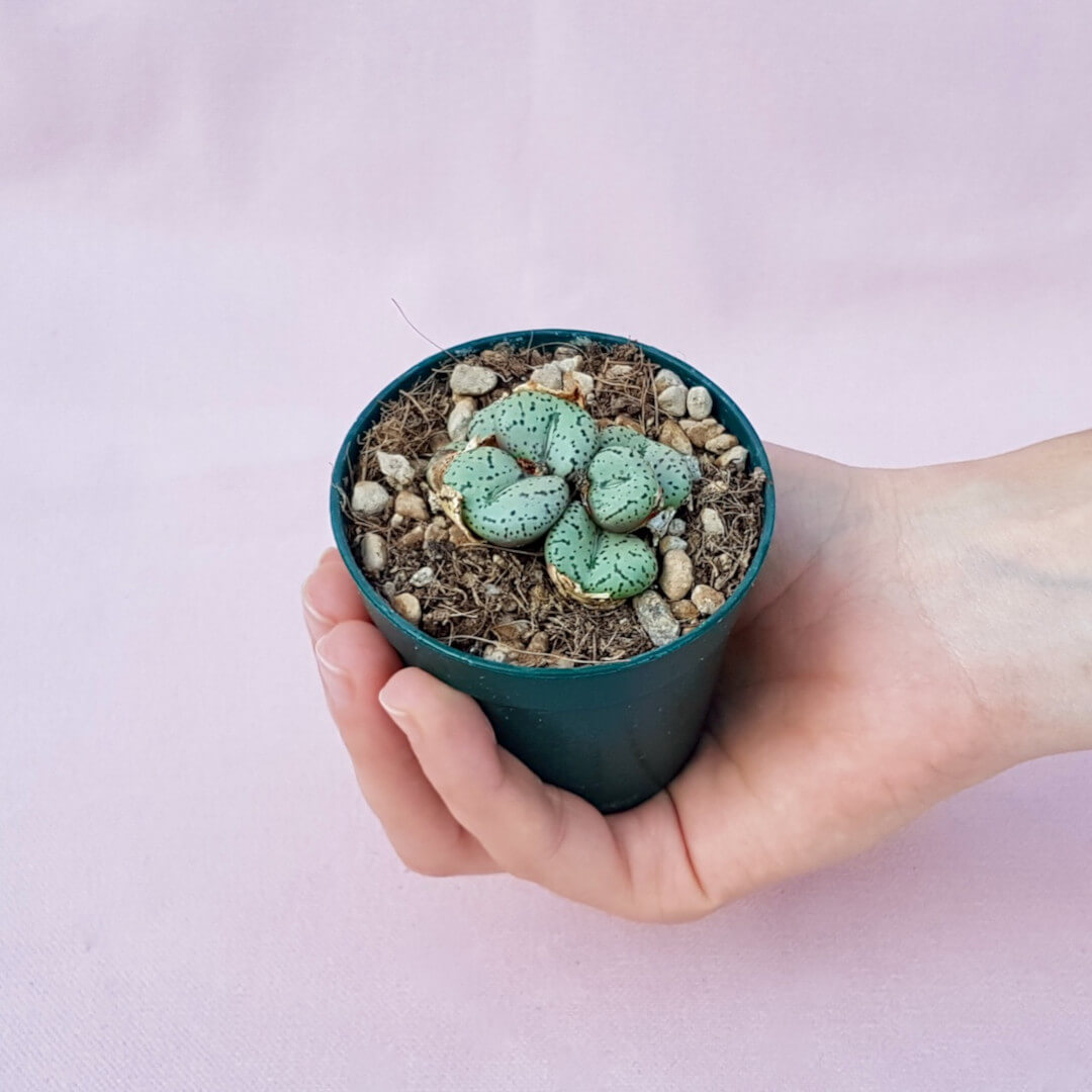 Conophytum obcordellum vaso Ø 6,5
