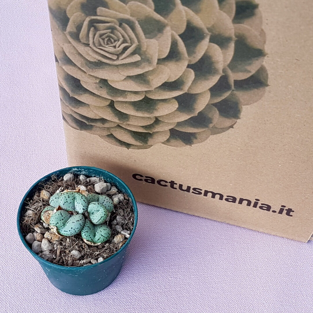 Conophytum obcordellum vaso Ø 6,5