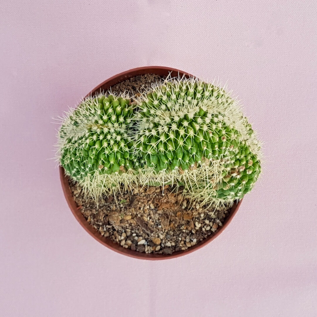 Echinocactus grusonii setispinus crestato vaso Ø12