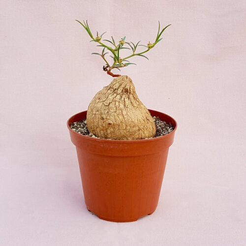 Euphorbia trichadenia vaso 14 (Rarità)
