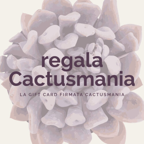 Gift card Cactusmania
