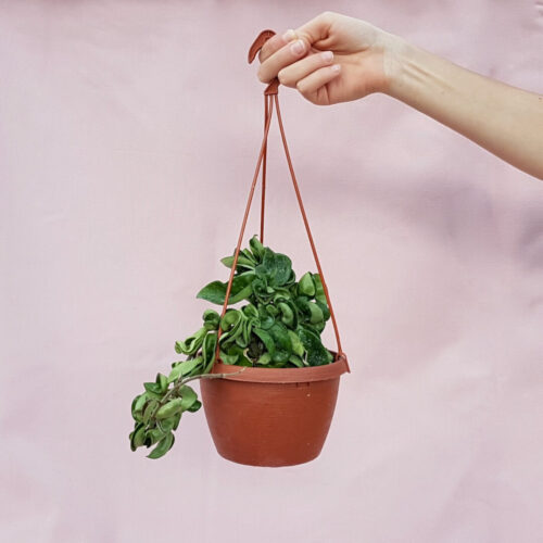 Hoya carnosa mostruosa vaso basket Ø 14