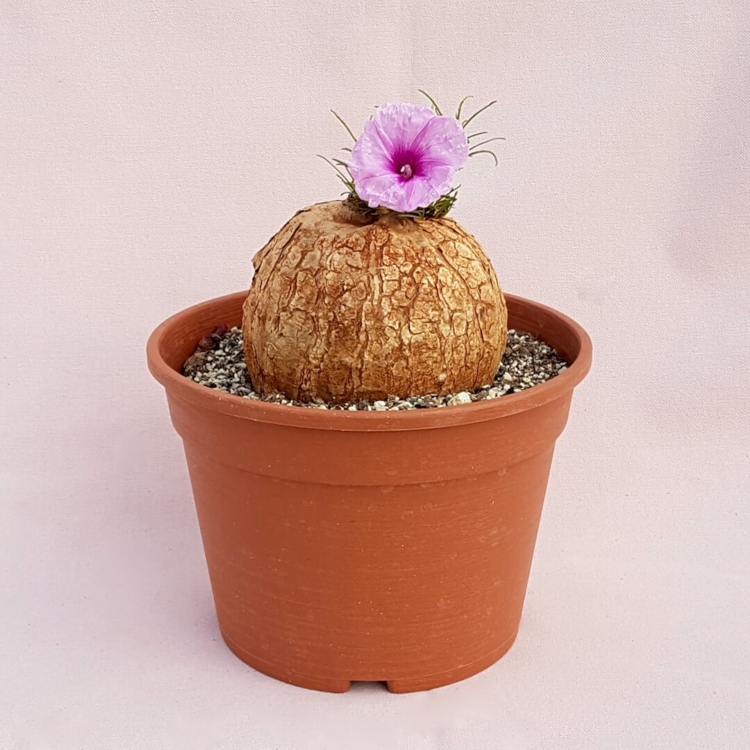 Ipomea bolusii vaso Ø 18