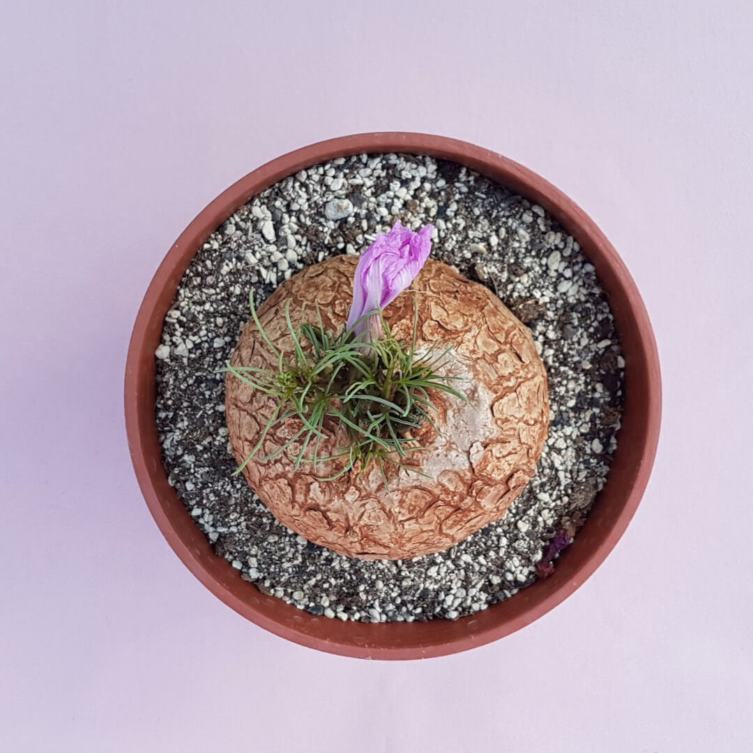 Ipomea bolusii vaso Ø 18