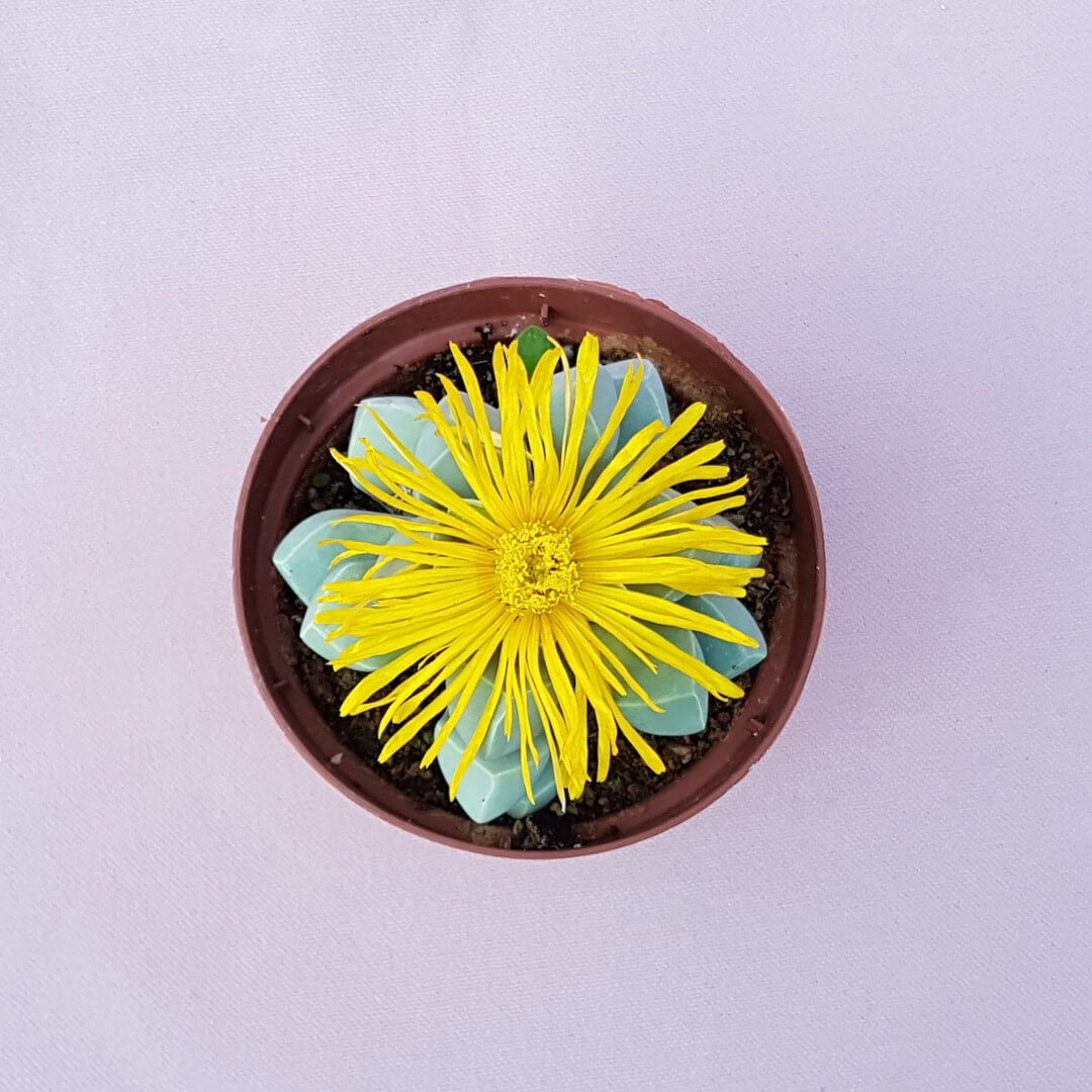 Lapidaria margaretae vaso Ø 10,5
