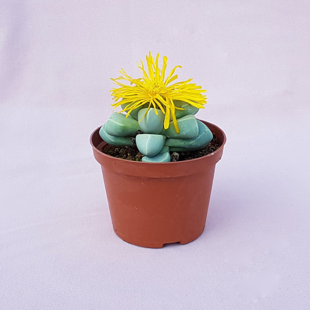 Lapidaria margaretae vaso Ø 10,5