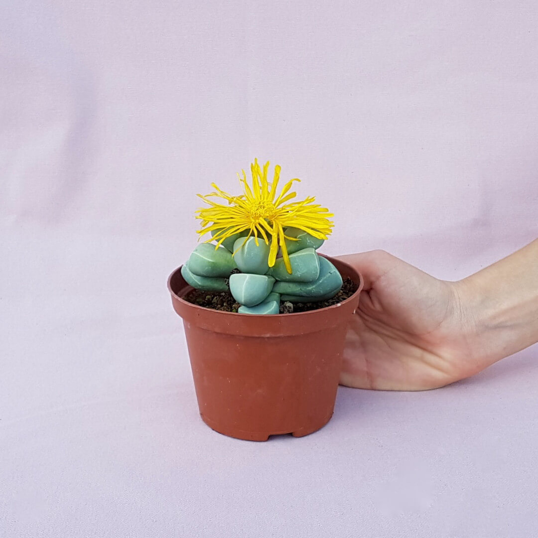 Lapidaria margaretae vaso Ø 10,5