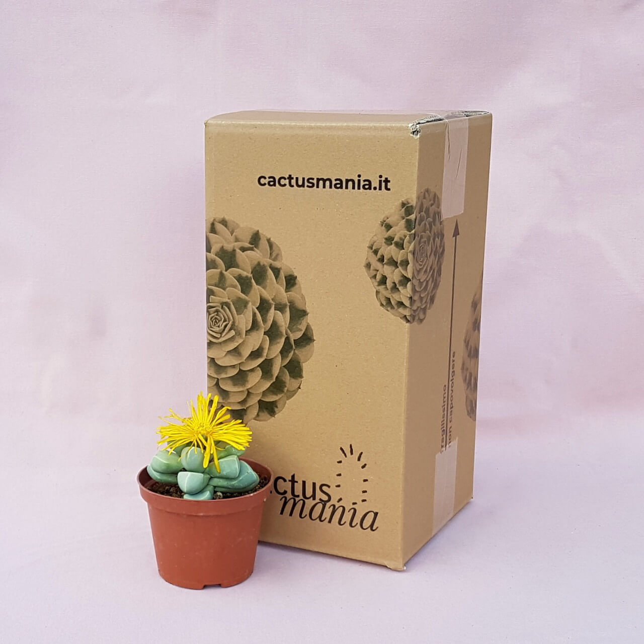 Lapidaria margaretae vaso Ø 10,5