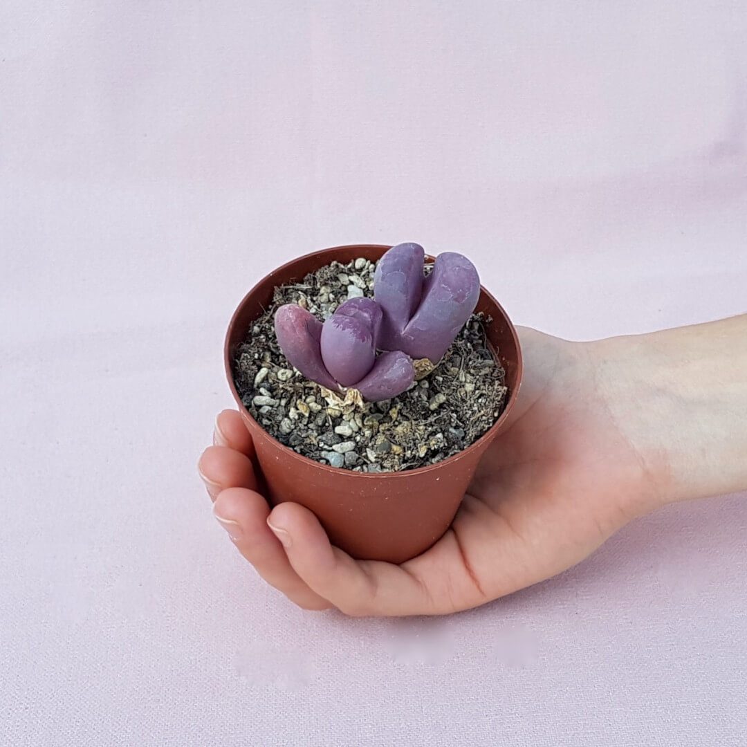 Lithops optica Rubra vaso Ø 7,5