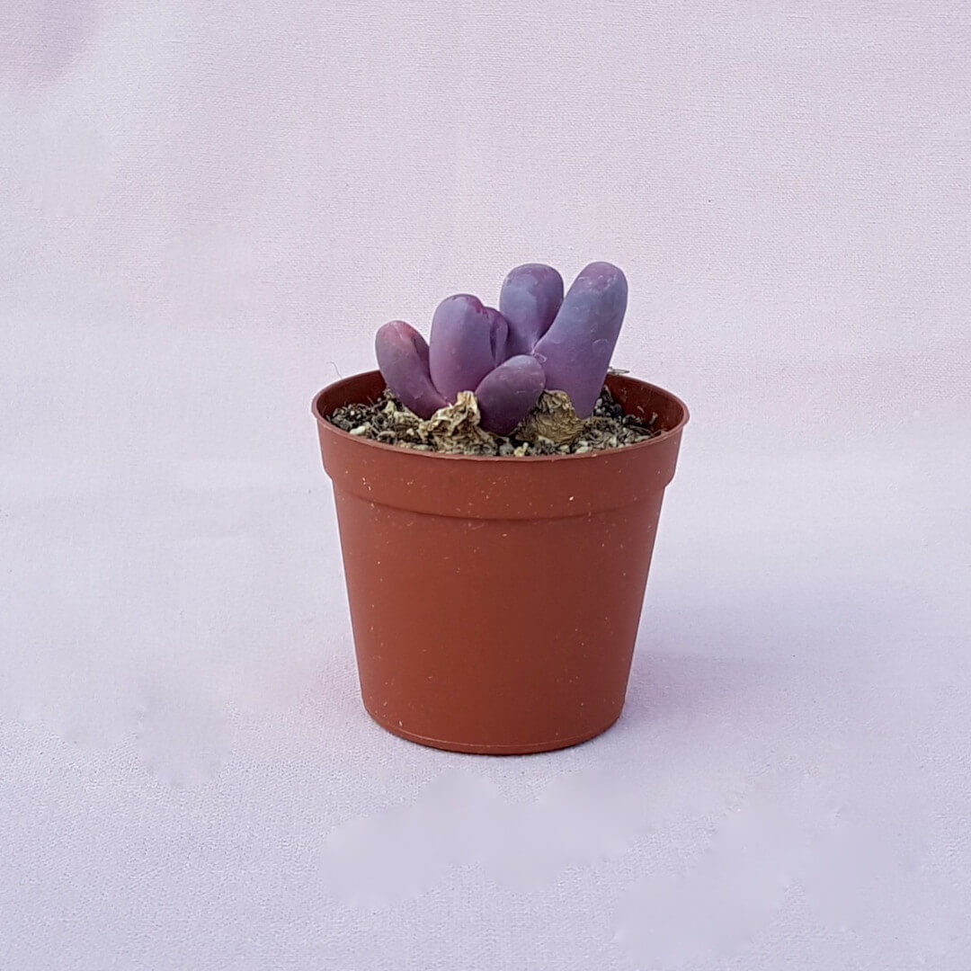 Lithops optica Rubra vaso Ø 7,5