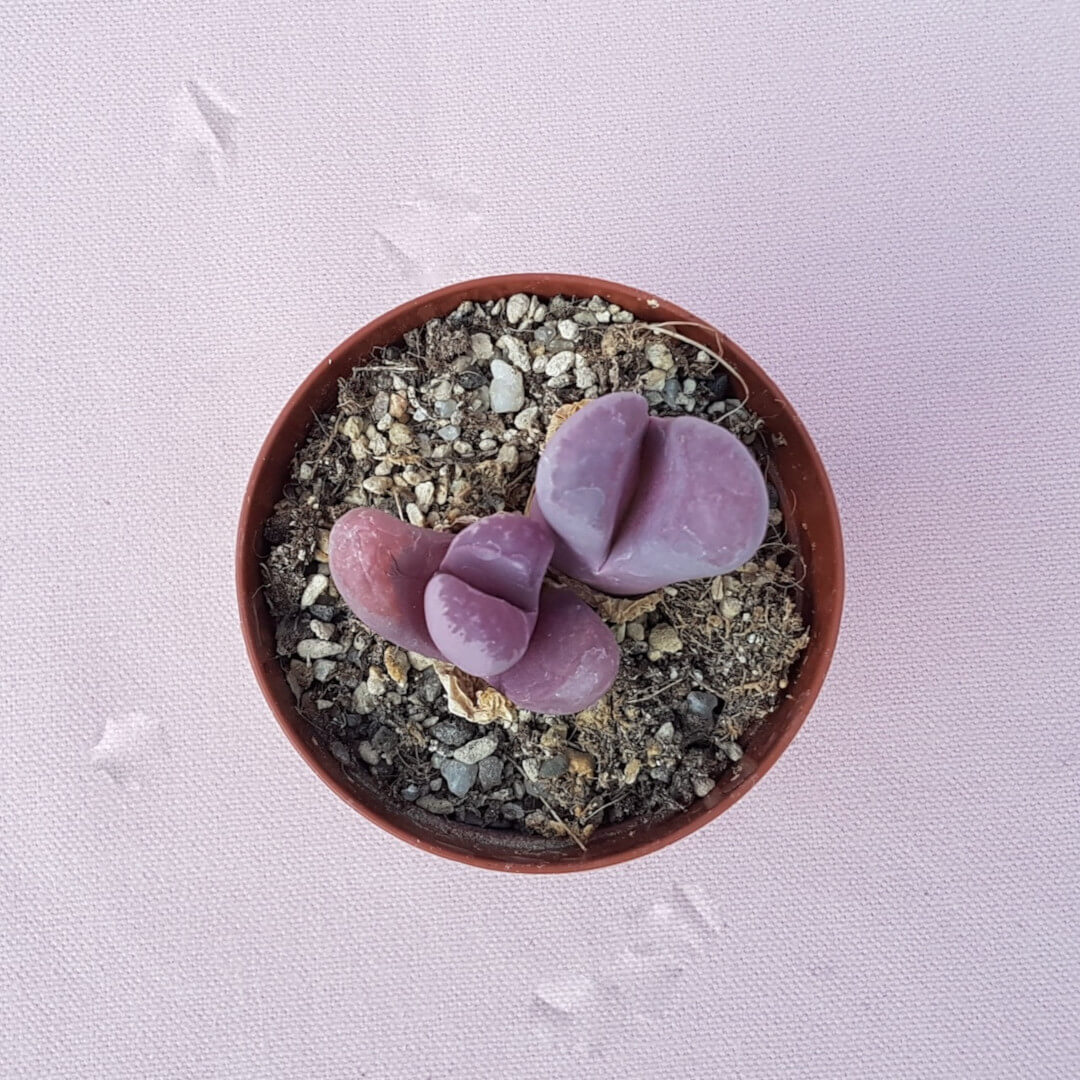 Lithops optica Rubra vaso Ø 7,5