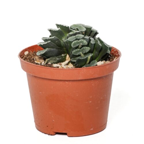 Haworthia truncata Ø 10,5 cm