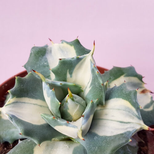 Agave isthmensis Ohi Raijin