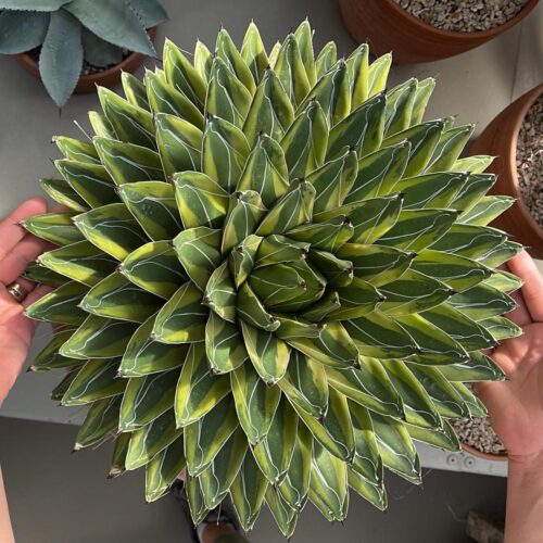Agave victoriae-reginae variegata in vaso Ø 30 cm