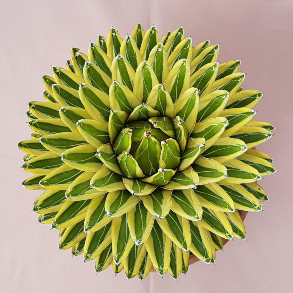 Agave victoriae-reginae variegata vaso in cotto Ø 30