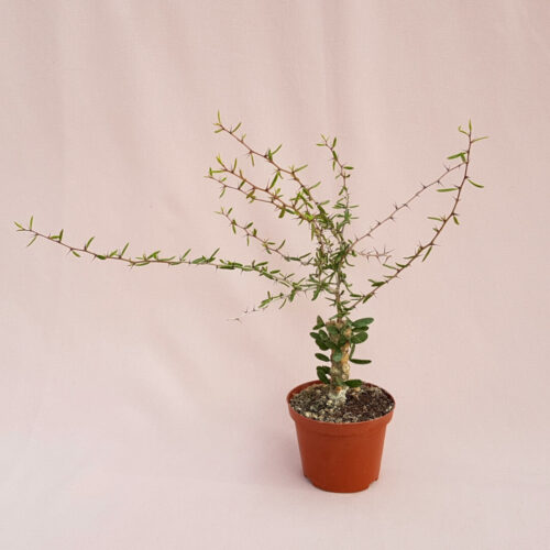 Alluaudiopsis marnieriana vaso Ø 10,5