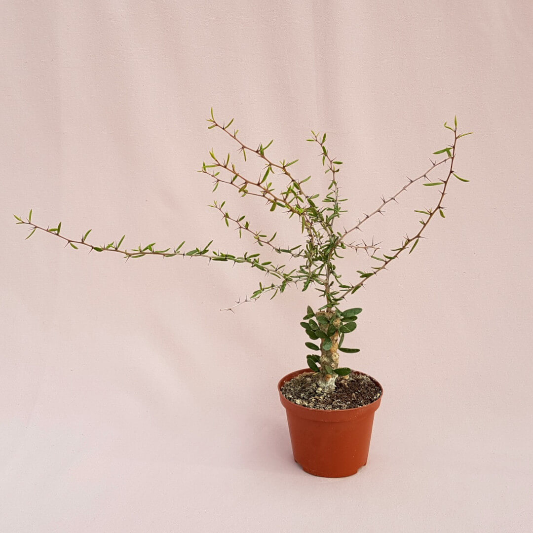 Alluaudiopsis marnieriana vaso Ø 10,5