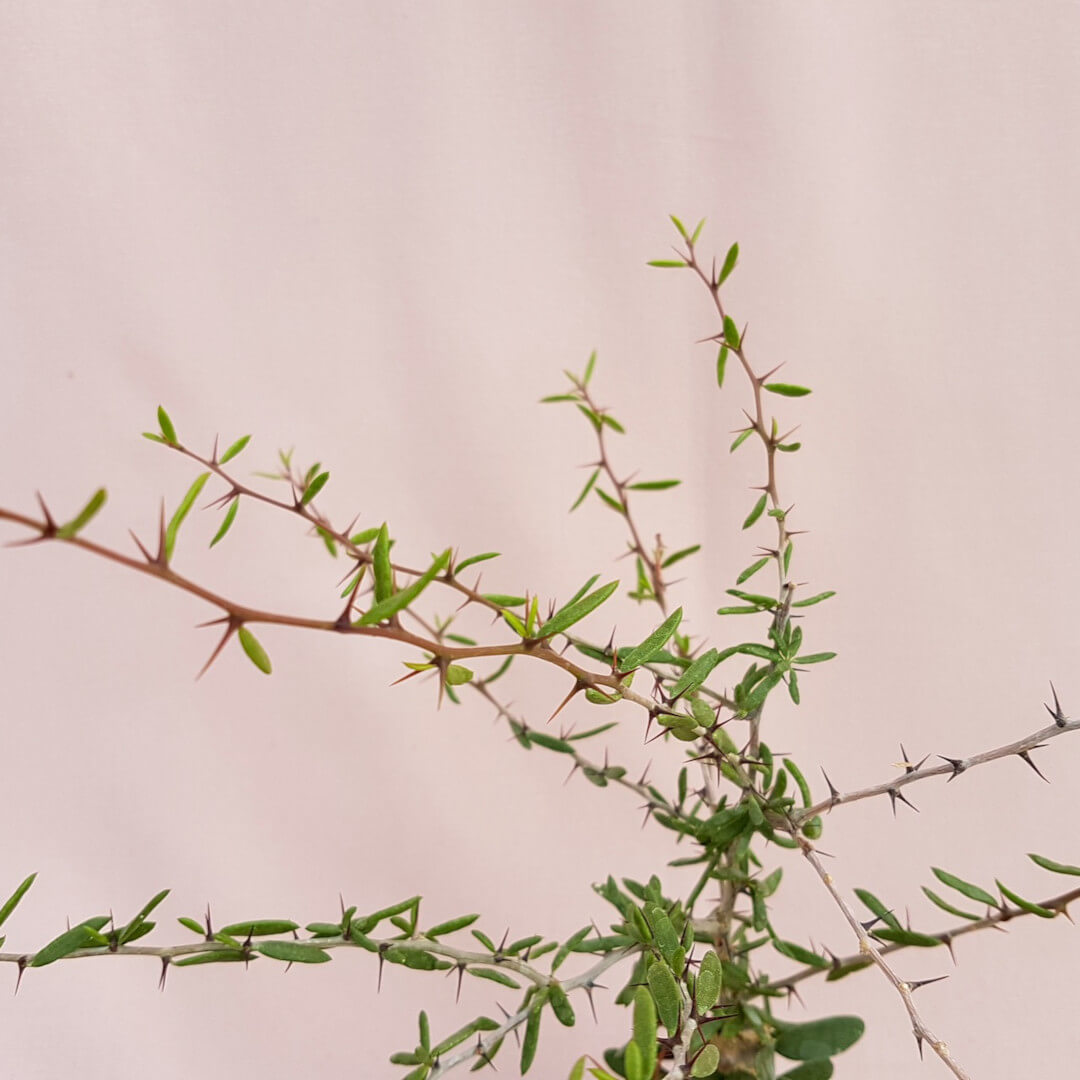 Alluaudiopsis marnieriana vaso Ø 10,5