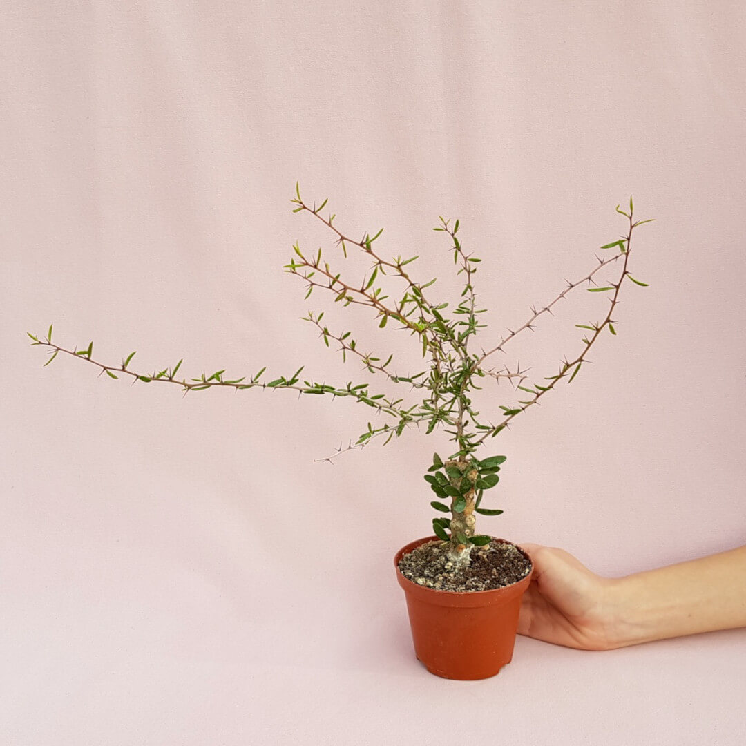 Alluaudiopsis marnieriana vaso Ø 10,5