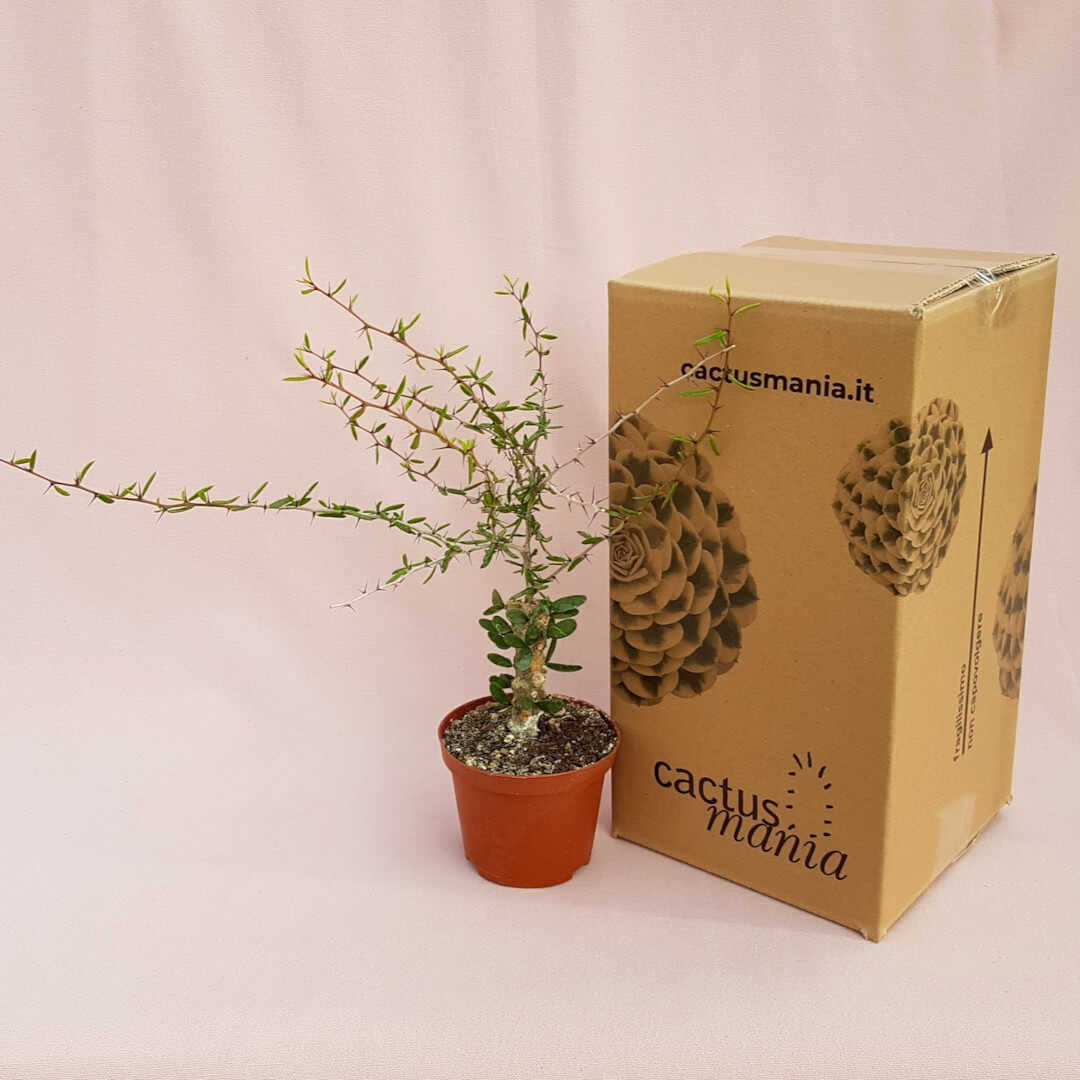 Alluaudiopsis marnieriana vaso Ø 10,5