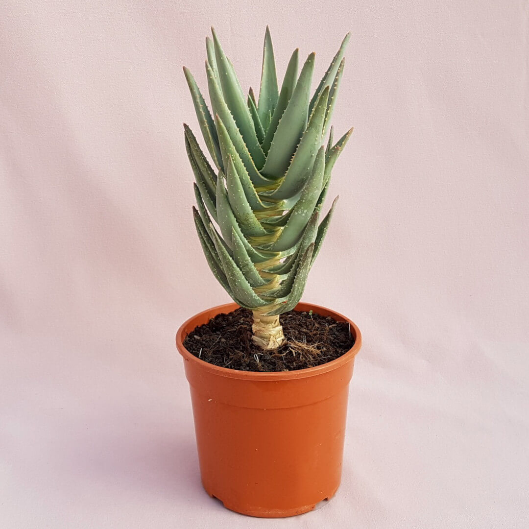 Aloe ramosissima vaso Ø 17