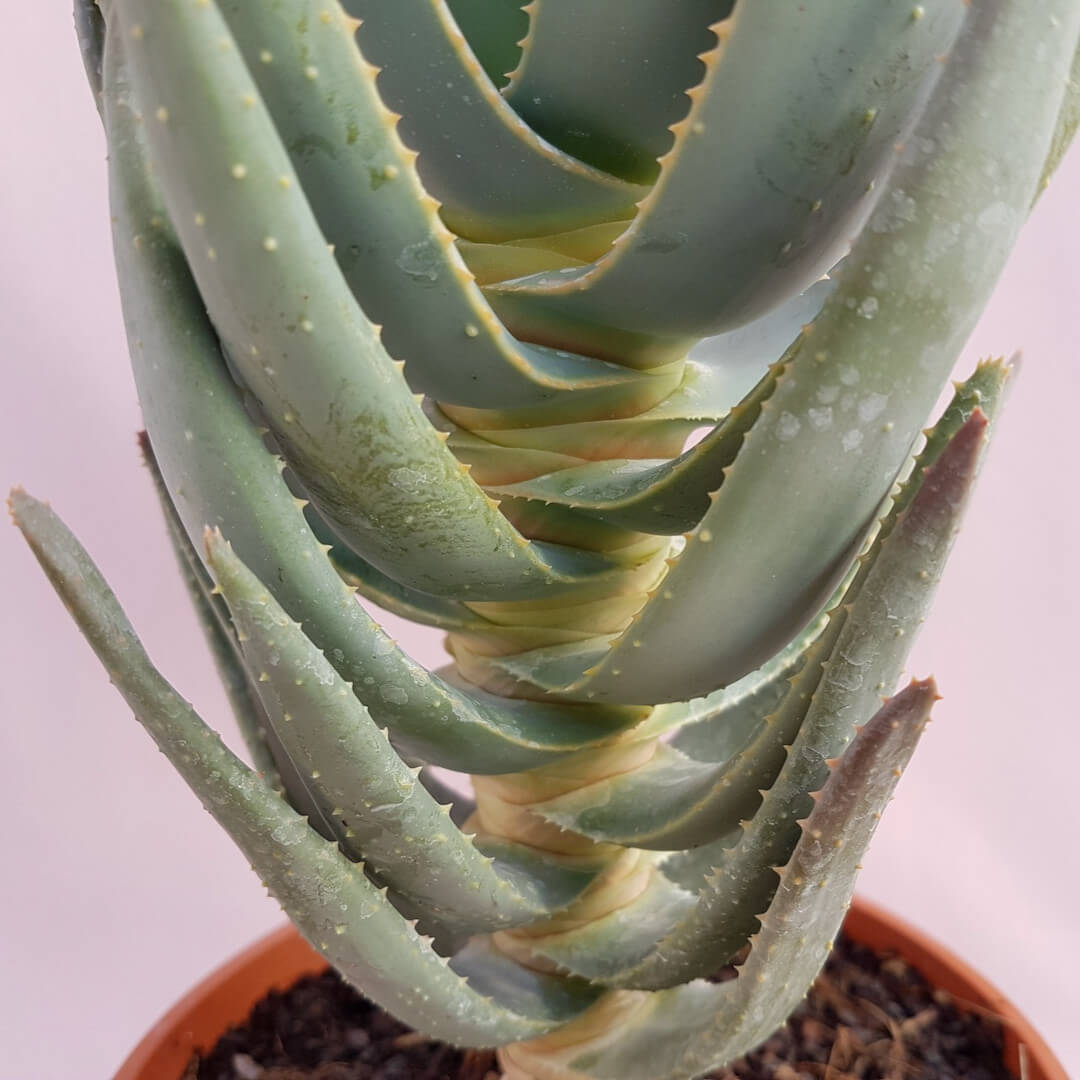 Aloe ramosissima vaso Ø 17