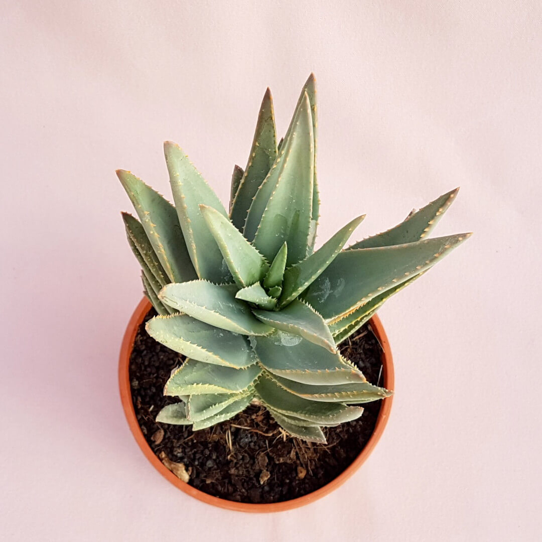 Aloe ramosissima vaso Ø 17