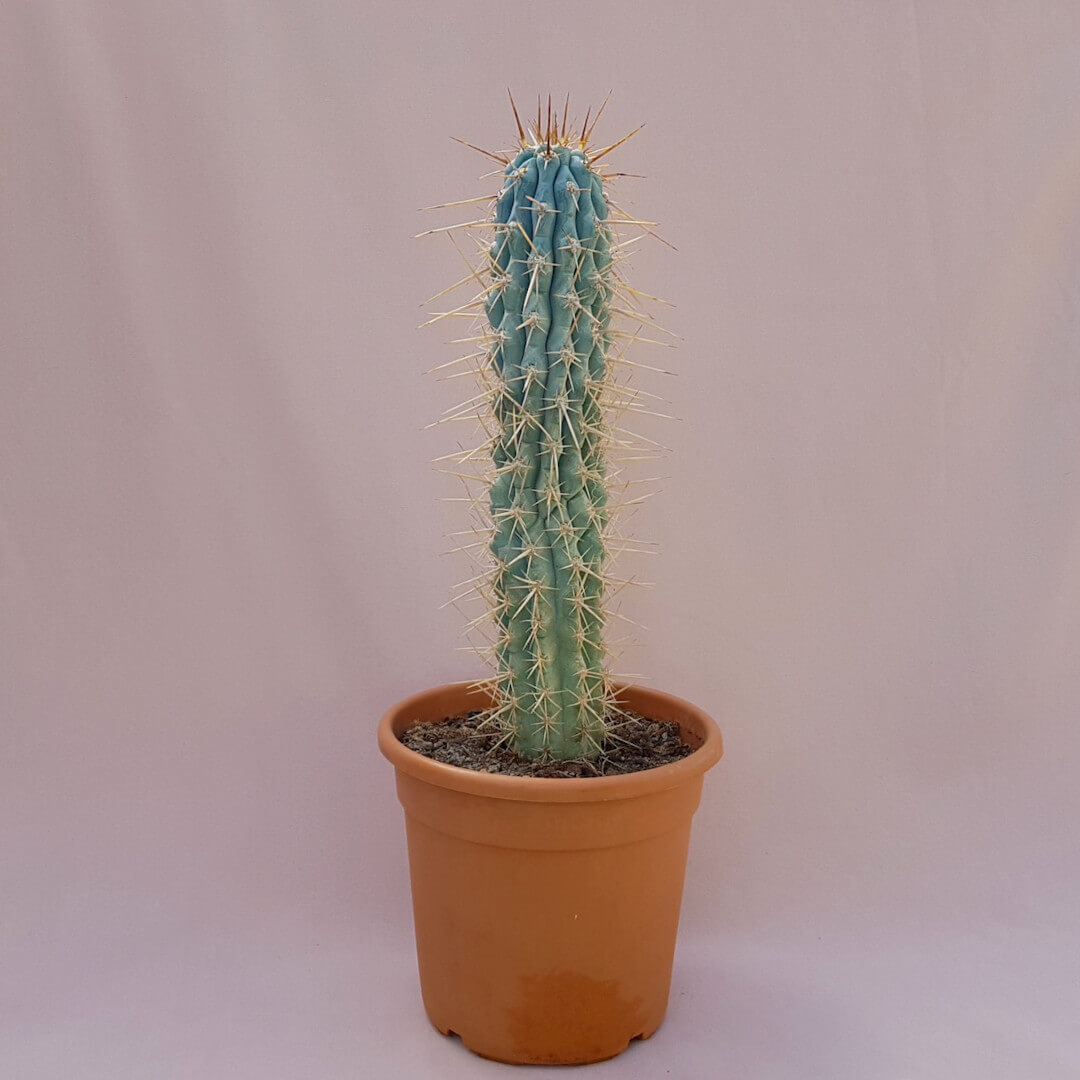 Browningia hertlingiana vaso Ø 30