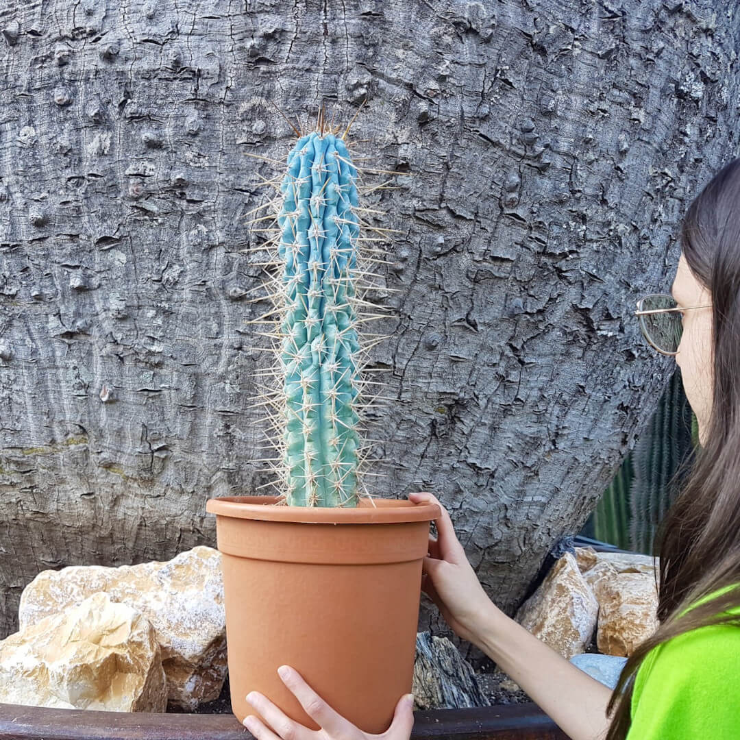 Browningia hertlingiana vaso Ø 30