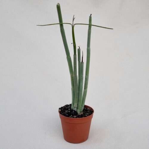 Ceropegia fusca vaso Ø 7,5 | Rarità CactusMania