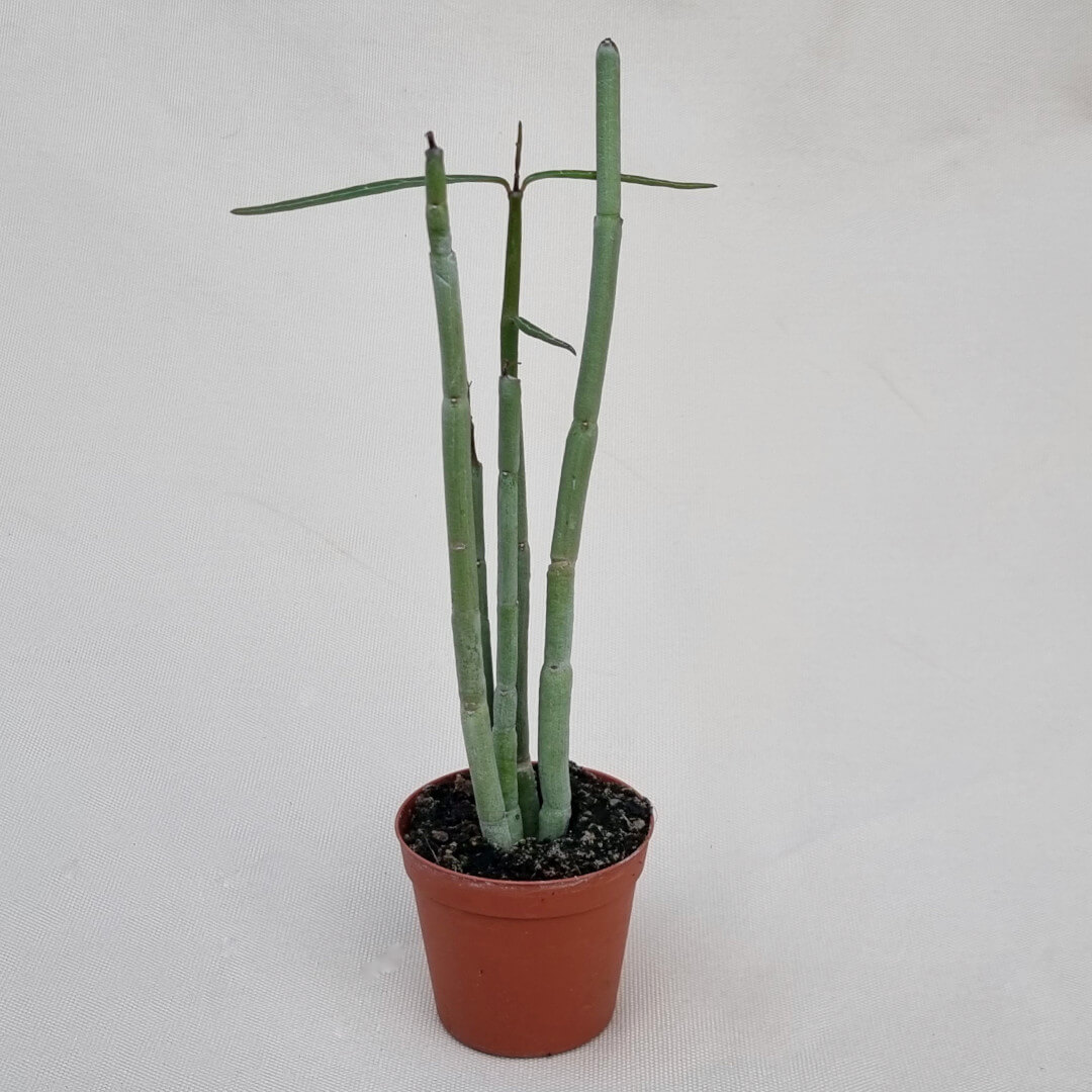 Ceropegia fusca vaso Ø 7,5 | Rarità CactusMania